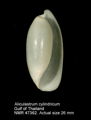 Aliculastrum cylindricum.jpg - Aliculastrum cylindricum(Helbling,1779)